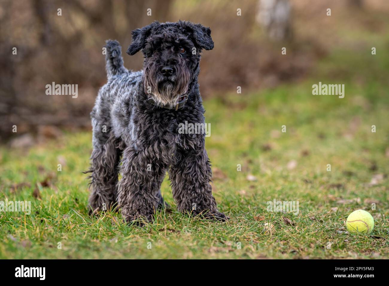 un cane con una palla da tennis gioca nel prato, piccolo schnauzer nero Foto Stock