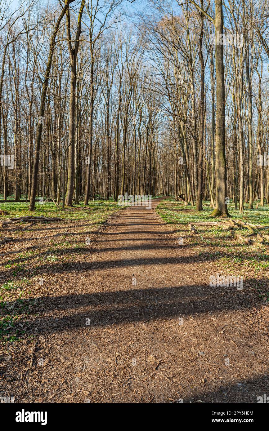 Foresta primaverile con sentiero e cielo limpido vicino a Polanka nad Odrou in CHKO Poodri in republique ceca Foto Stock