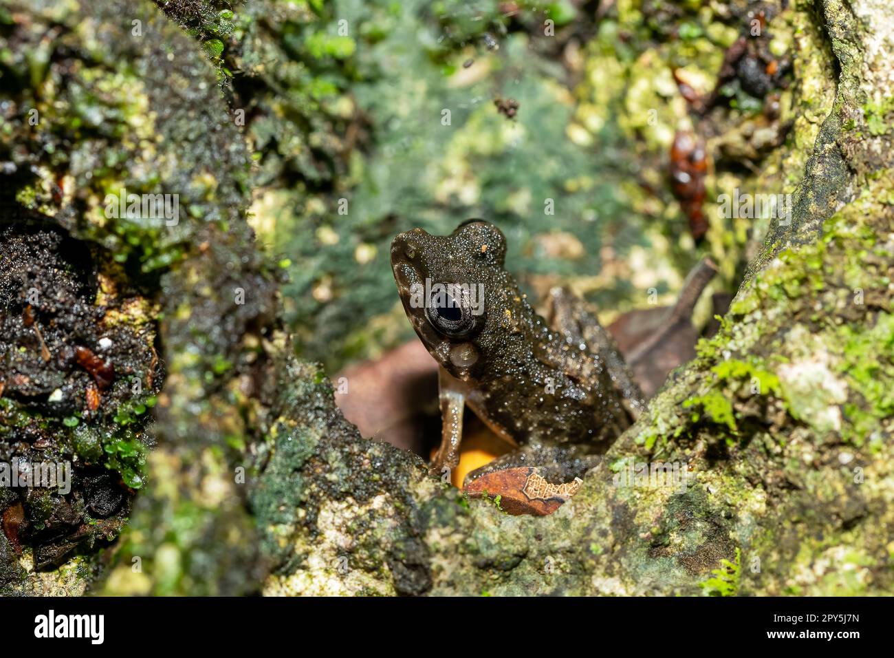 Gephyromantis corvus o guibemantis genere, Tsingy de Bemaraha, Madagascar fauna selvatica Foto Stock