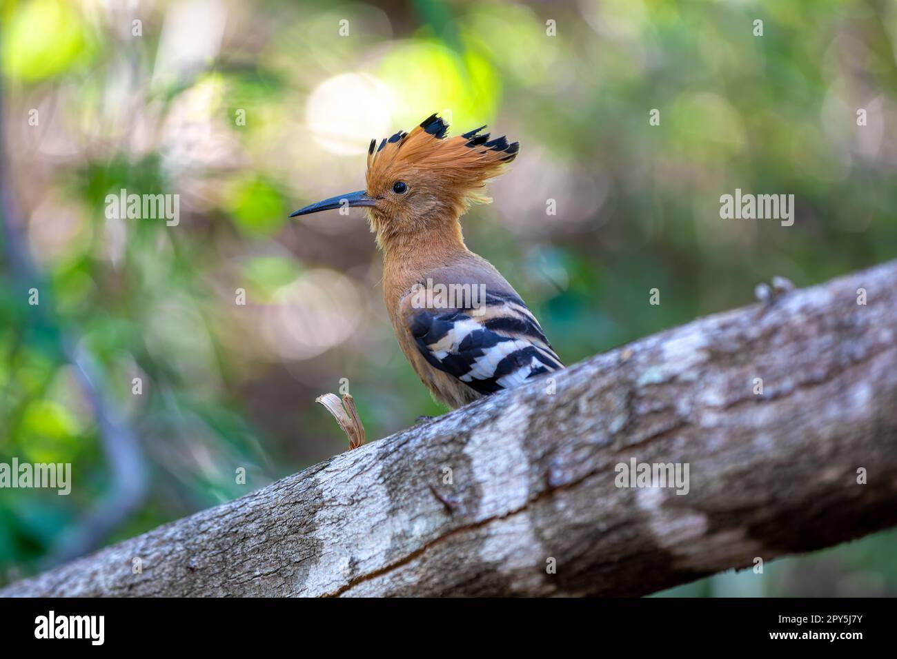 Hoopoe del Madagascar, Upupa marginata, Isalo Madagascar fauna selvatica Foto Stock