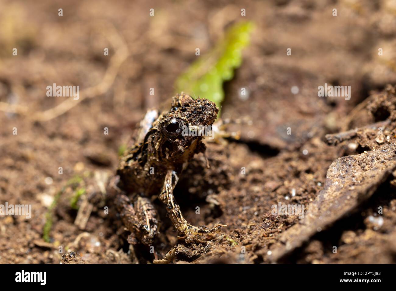 Anodonthila emilei, Parco Nazionale di Ranomafana, fauna selvatica del Madagascar Foto Stock