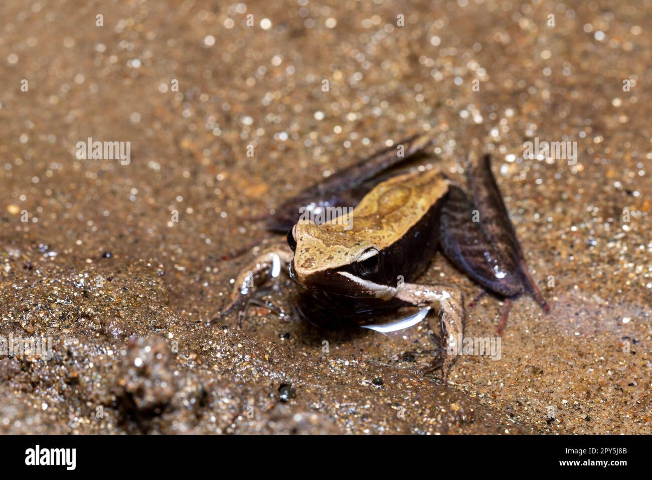 Mantidactylus melanopleura, Parco Nazionale di Ranomafana. Fauna selvatica del Madagascar Foto Stock