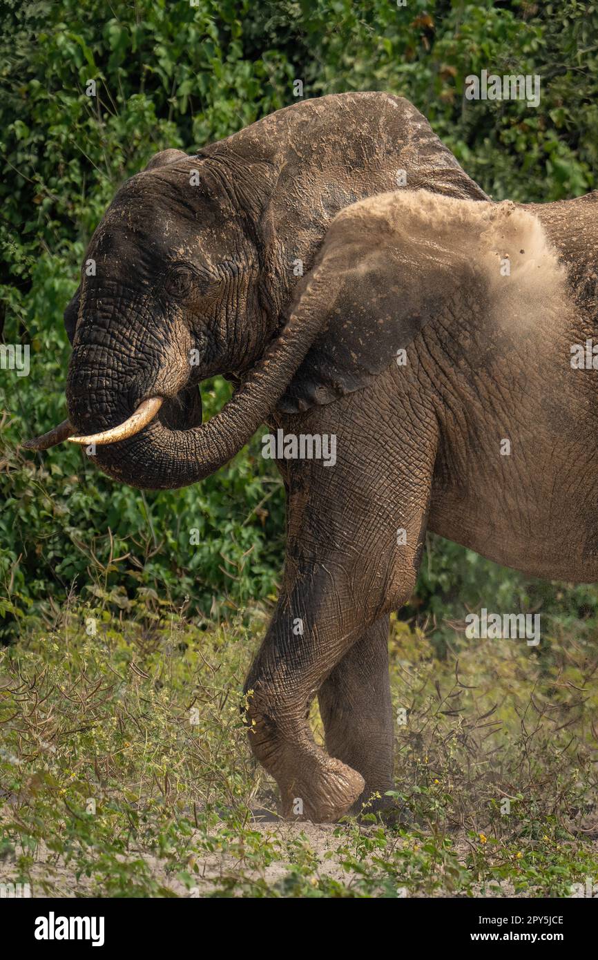 Primo piano di un elefante africano bush che squirting polvere Foto Stock