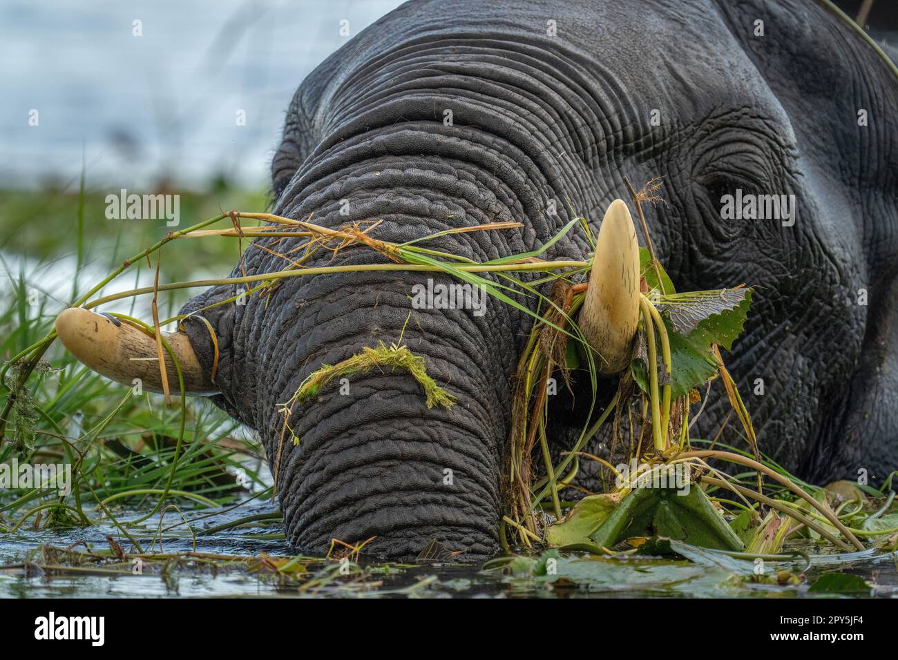 Primo piano di elefante africano aggrovigliato in erba Foto Stock