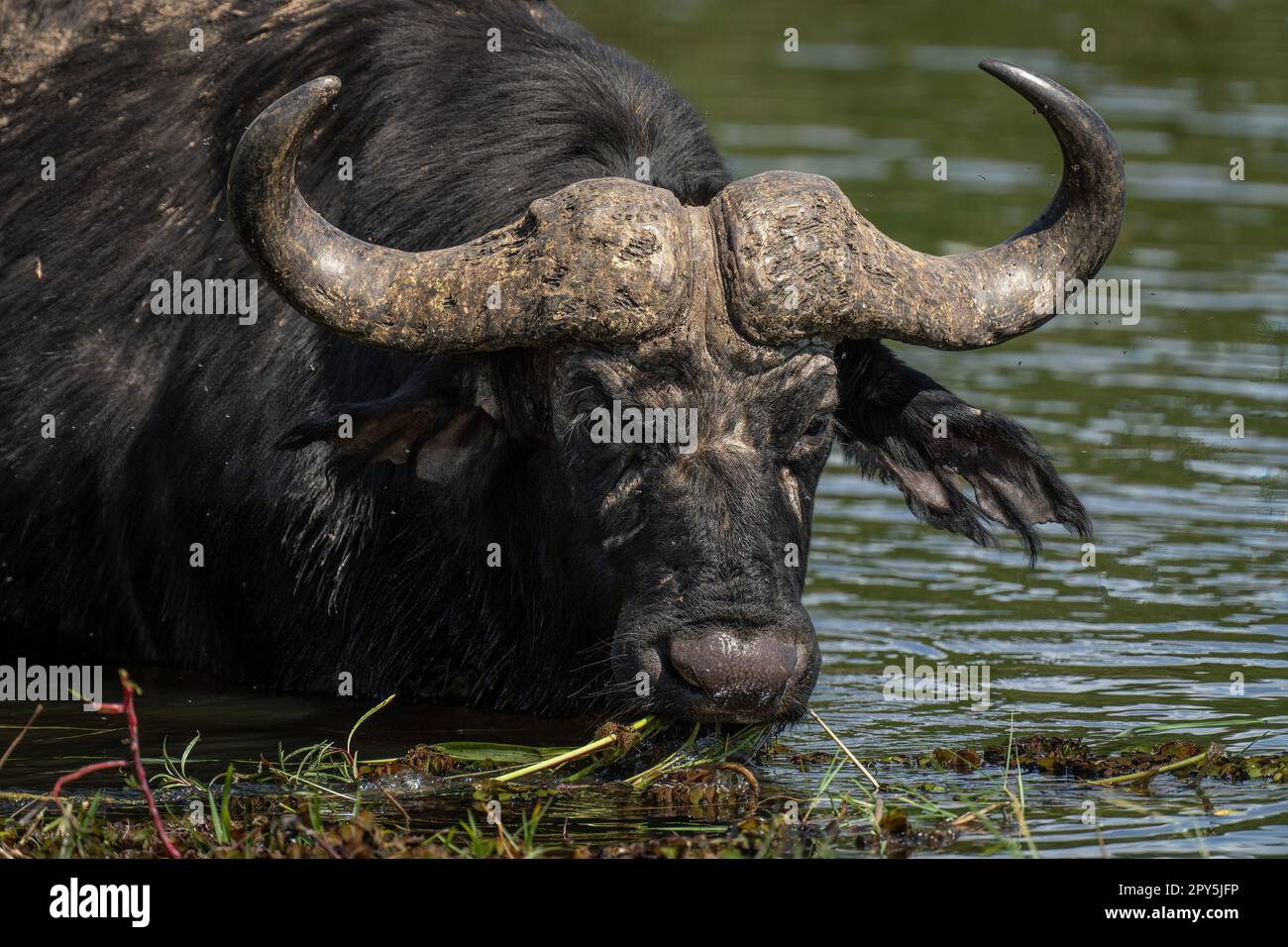 Primo piano del bufalo del Capo che mangia erba di fiume Foto Stock