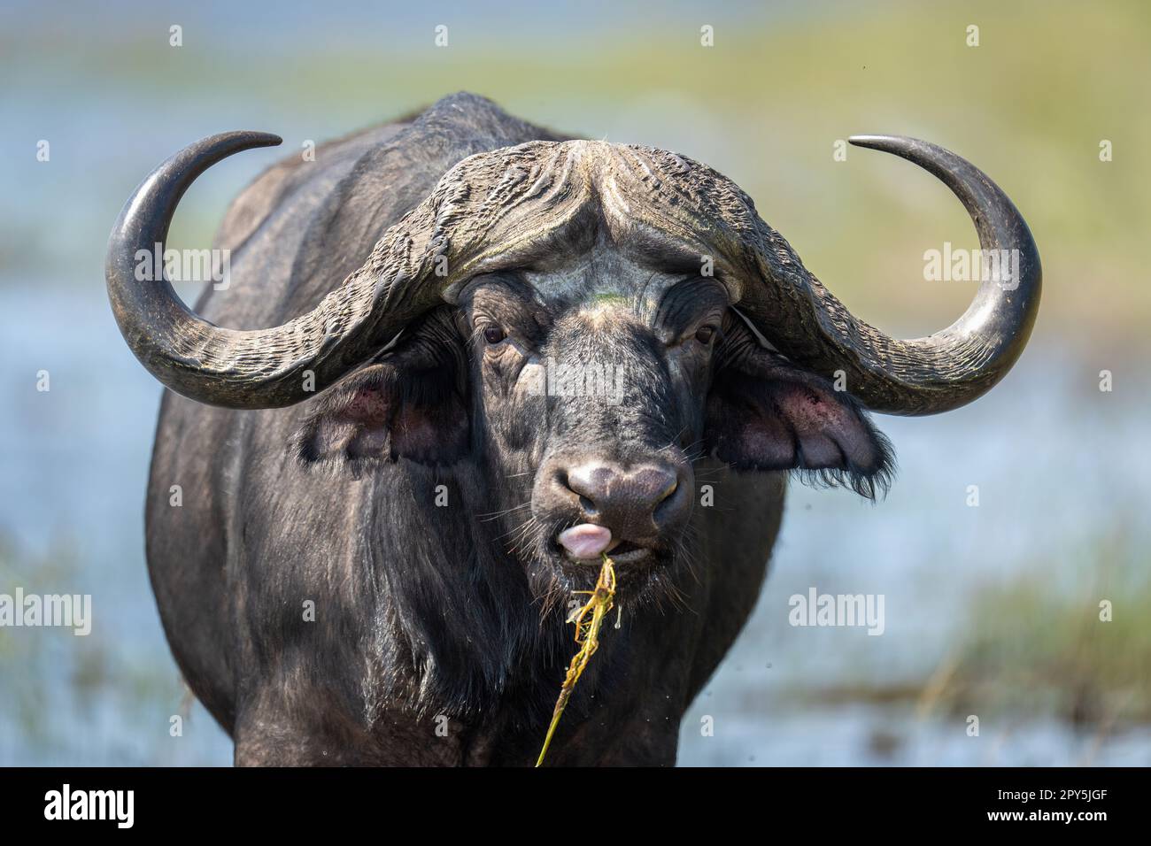 Primo piano del bufalo del Capo che mangia erba Foto Stock
