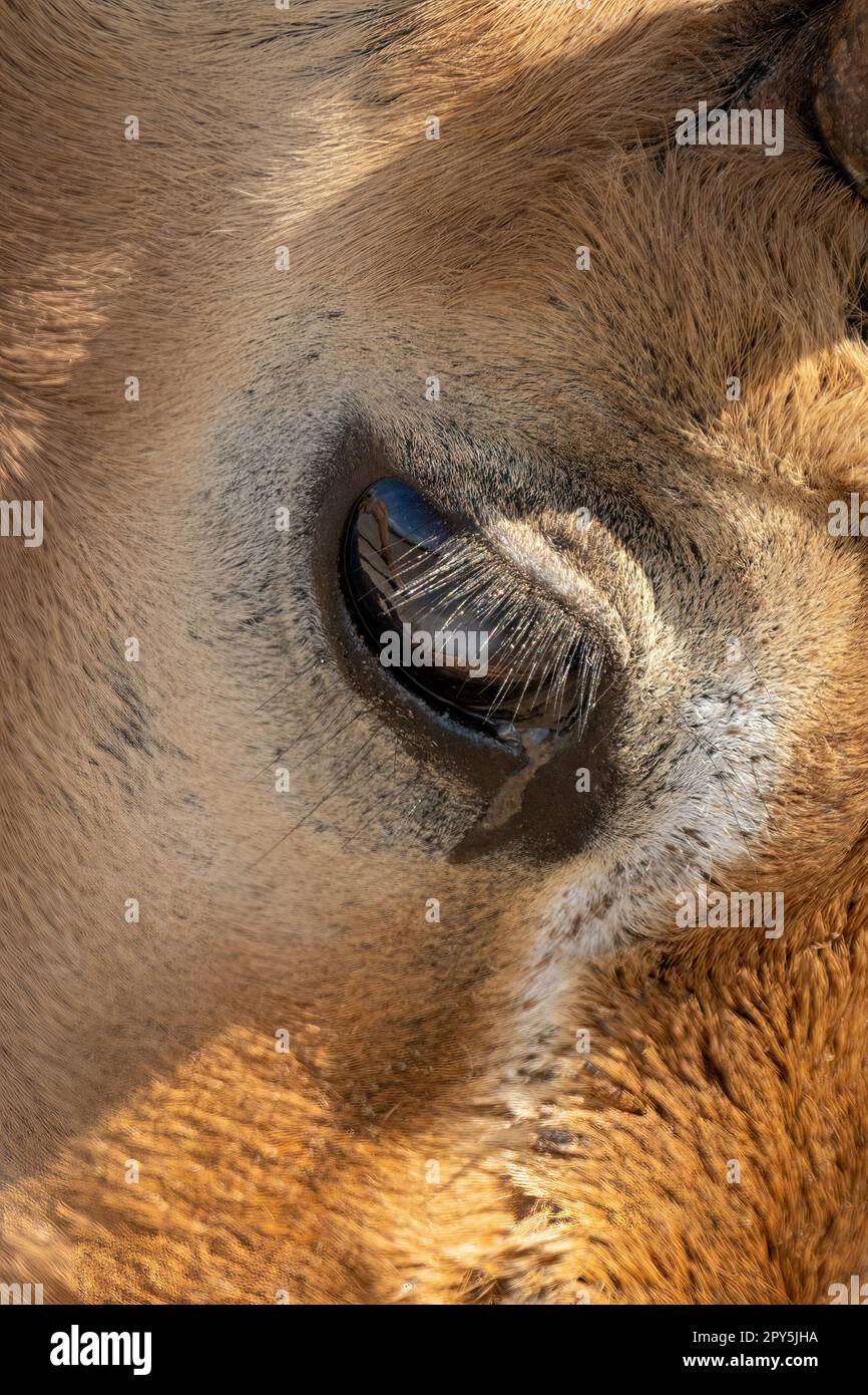 Primo piano dell'occhio dell'impala comune maschile Foto Stock