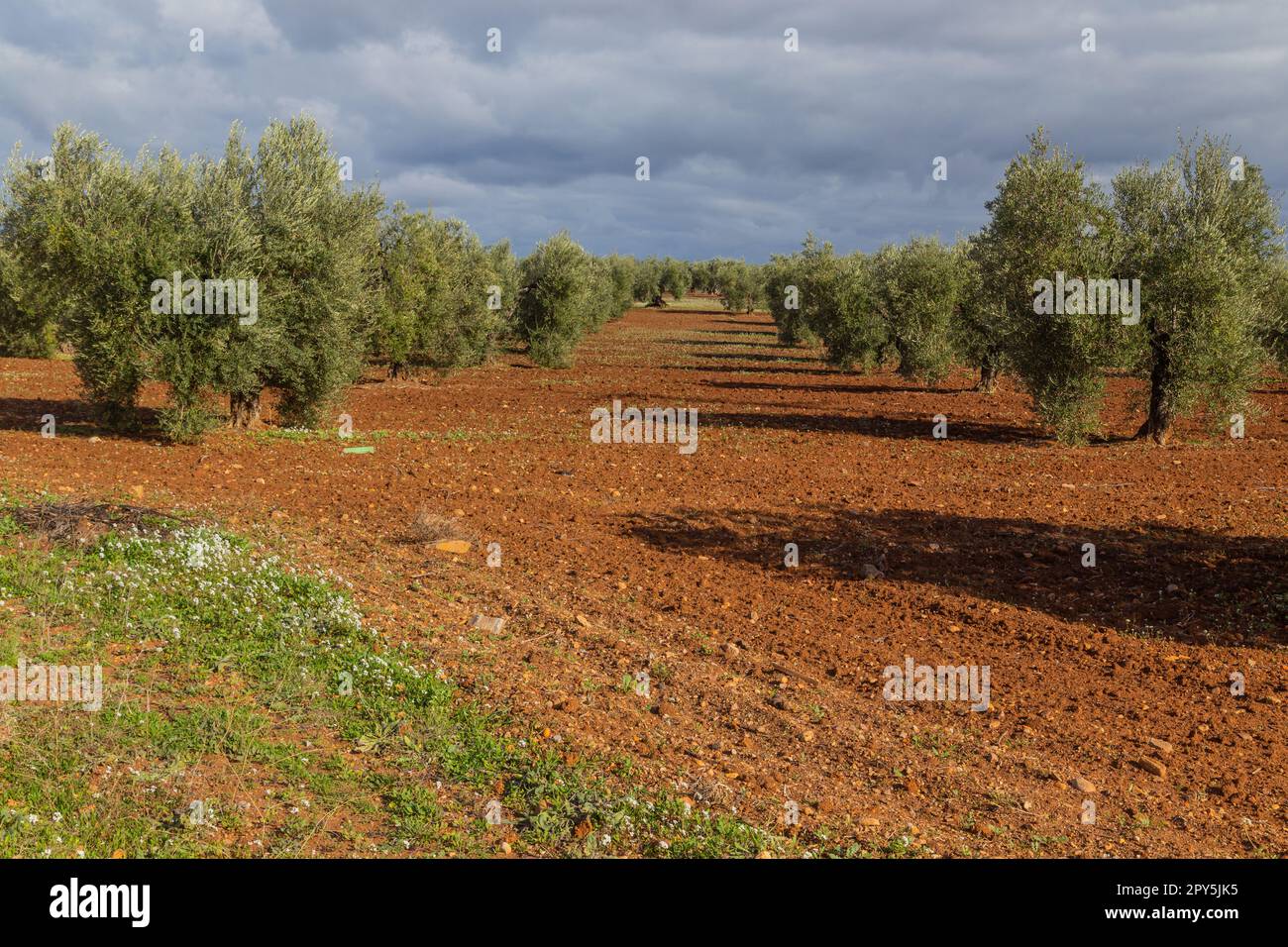Gli ulivi nei campi di Extremadura Foto Stock Gli ulivi nei campi di Extremadura Foto Stock