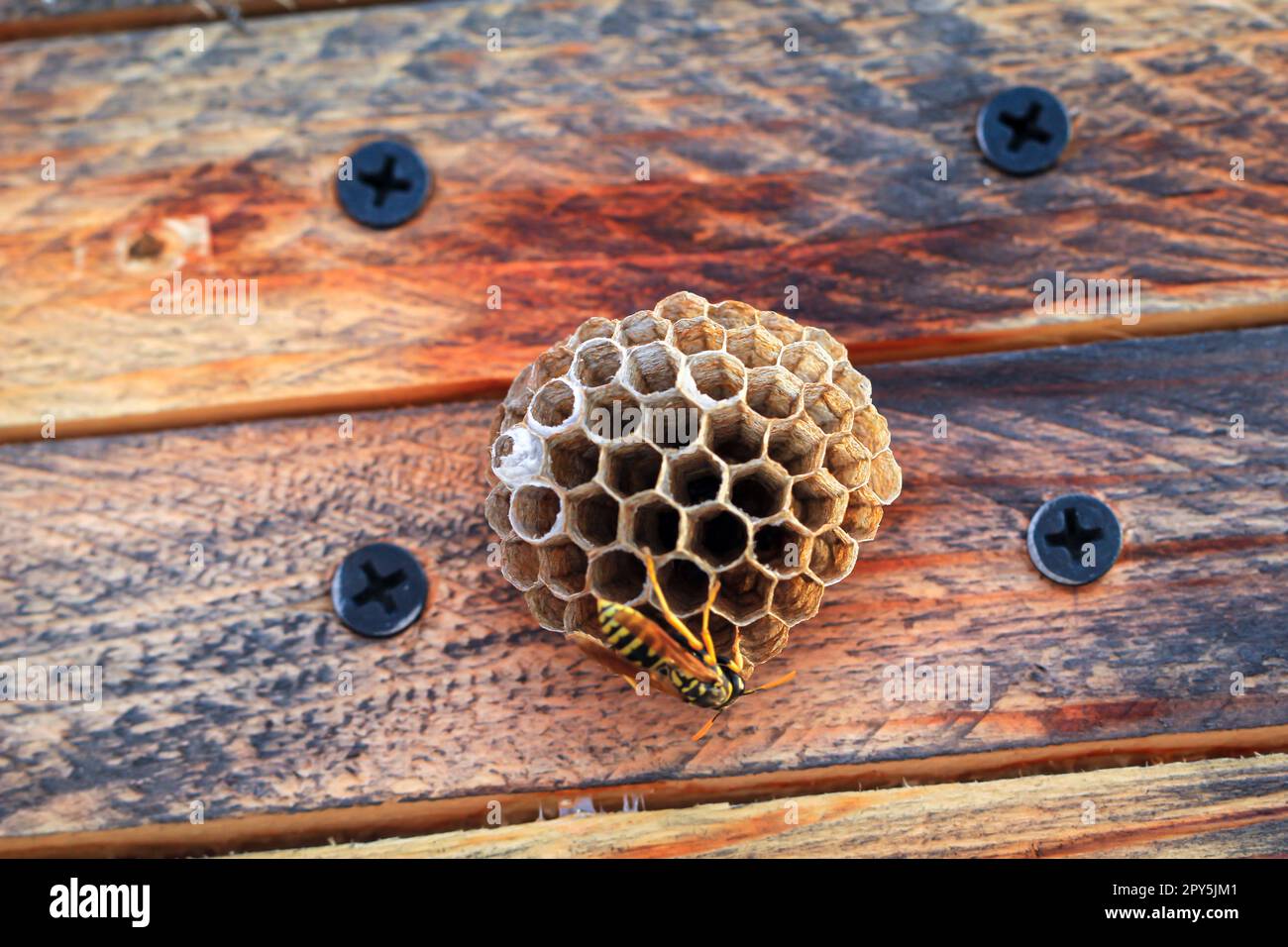 Sul coperchio di una scatola di legno le vespe hanno costruito un piccolo nido. Foto Stock