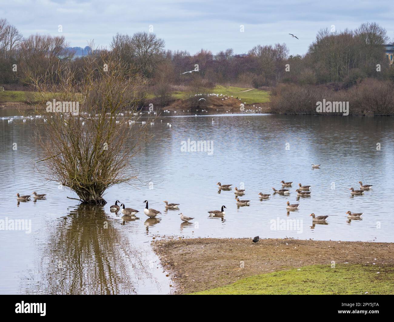 Wildfowl su uno stagno a Burton Riggs, Scarborough, Inghilterra Foto Stock