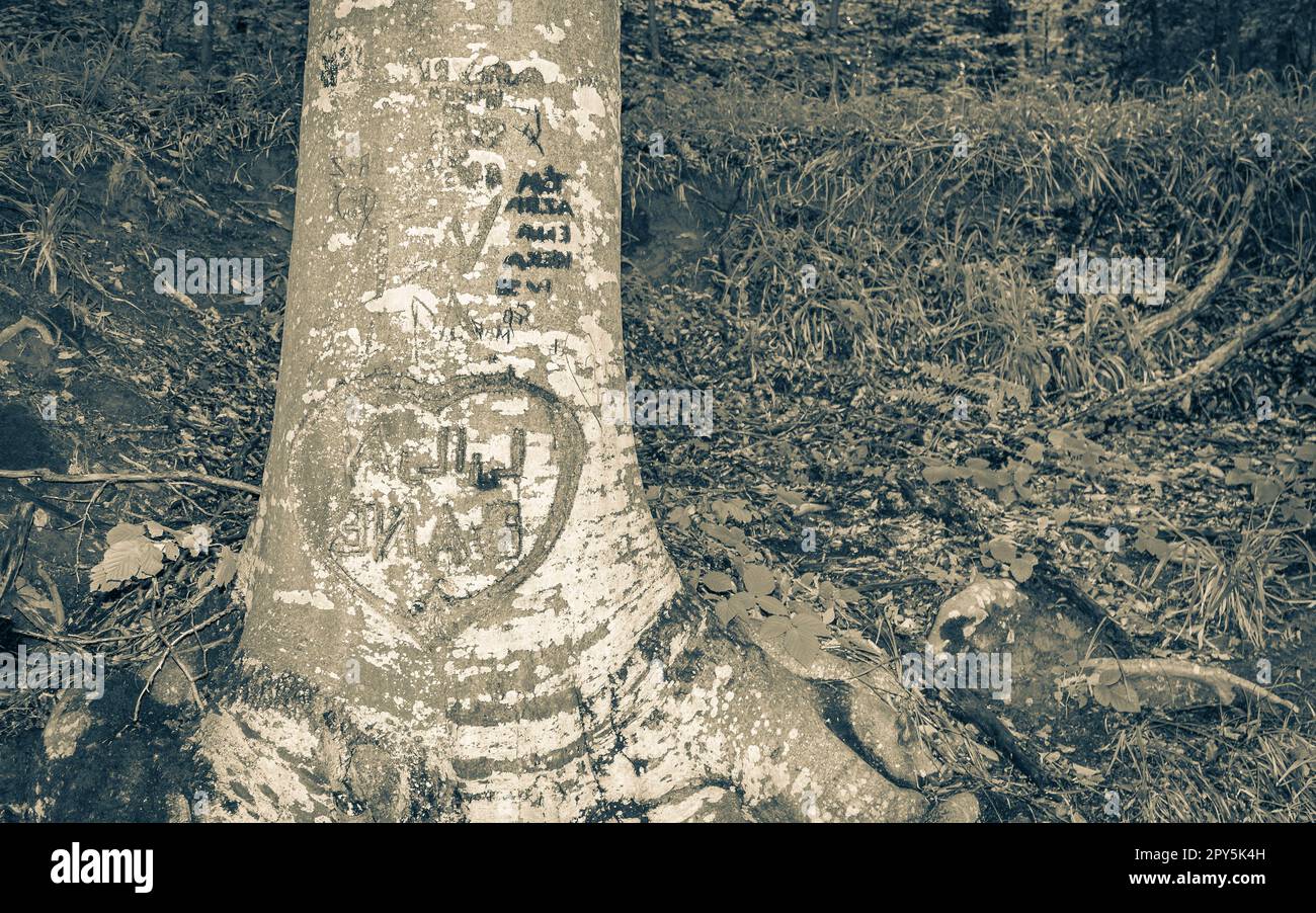 Cuore intagliato nel tronco d'albero Parco Nazionale dei Laghi di Plitvice Croazia. Foto Stock
