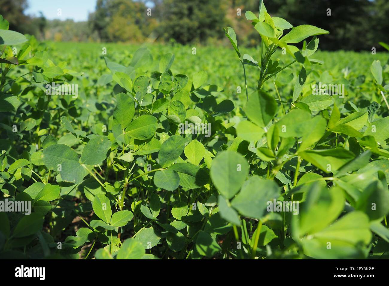 Campo con trifoglio verde. Impianto organizzato di trifoglio. Clover Trifolium, un genere di piante della famiglia di legumi Fabaceae, Moth Faboideae. Coltura agricola di miele, piante foraggere, letame verde. Foto Stock