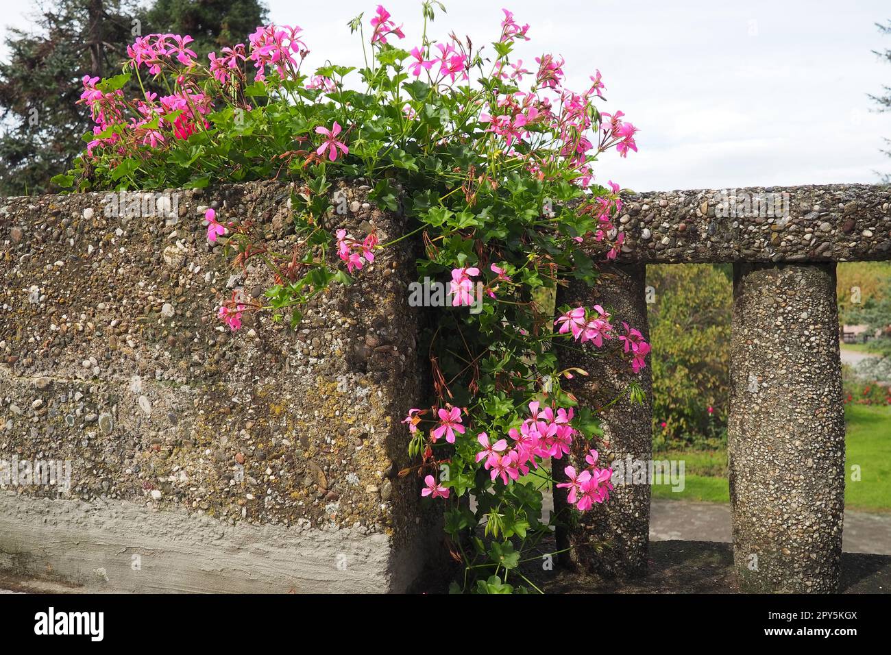 Fioritura di geranio edera rosa pelargonium, design verticale di paesaggi di strade e parchi. Bellissimi grandi fiori pelargonium geranio. Floricoltura e orticoltura. Banja Koviljaca. Foto Stock