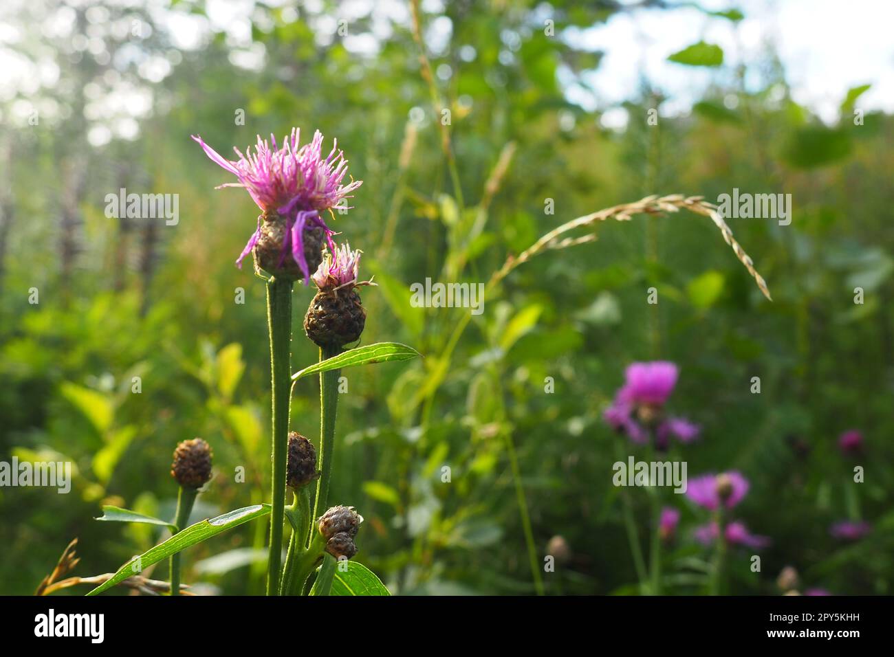 Meadow Cornflower Centaurea jacea è una pianta erbacea, una specie del genere Cornflower della famiglia delle Asteraceae, o Compositae. Cresce nei prati e nei bordi delle foreste. Viola elegante fiore. Carelia Foto Stock