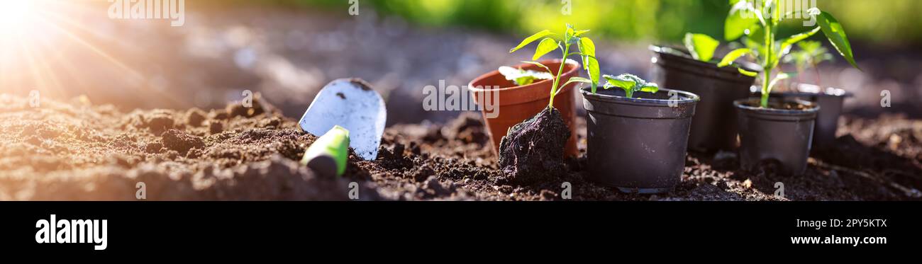 Lo sfondo delle pentole con verdure nuove germogliano sul terreno coltivato nero Foto Stock
