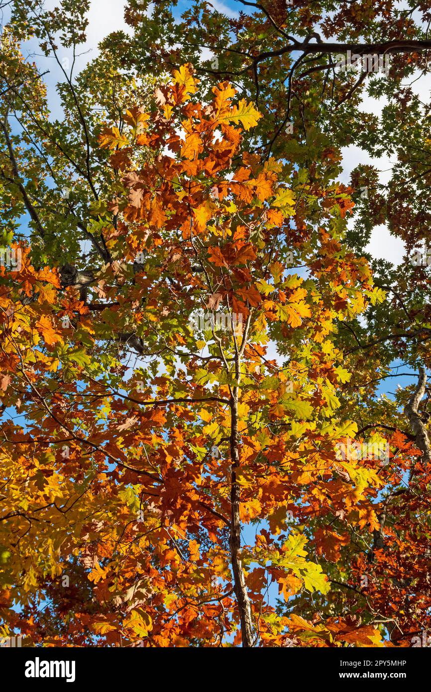 Una pletora di colori nella Foresta d'autunno Foto Stock