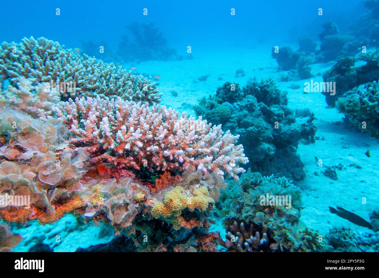 Barriera corallina colorata e pittoresca in fondo al mare