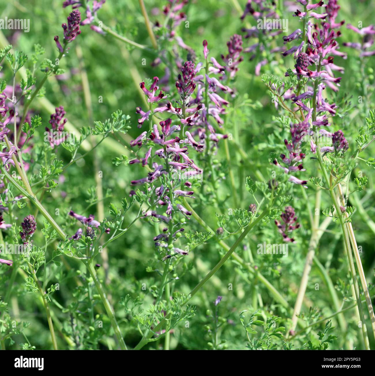 Erdrauch, Fumaria, Officinalis Foto Stock