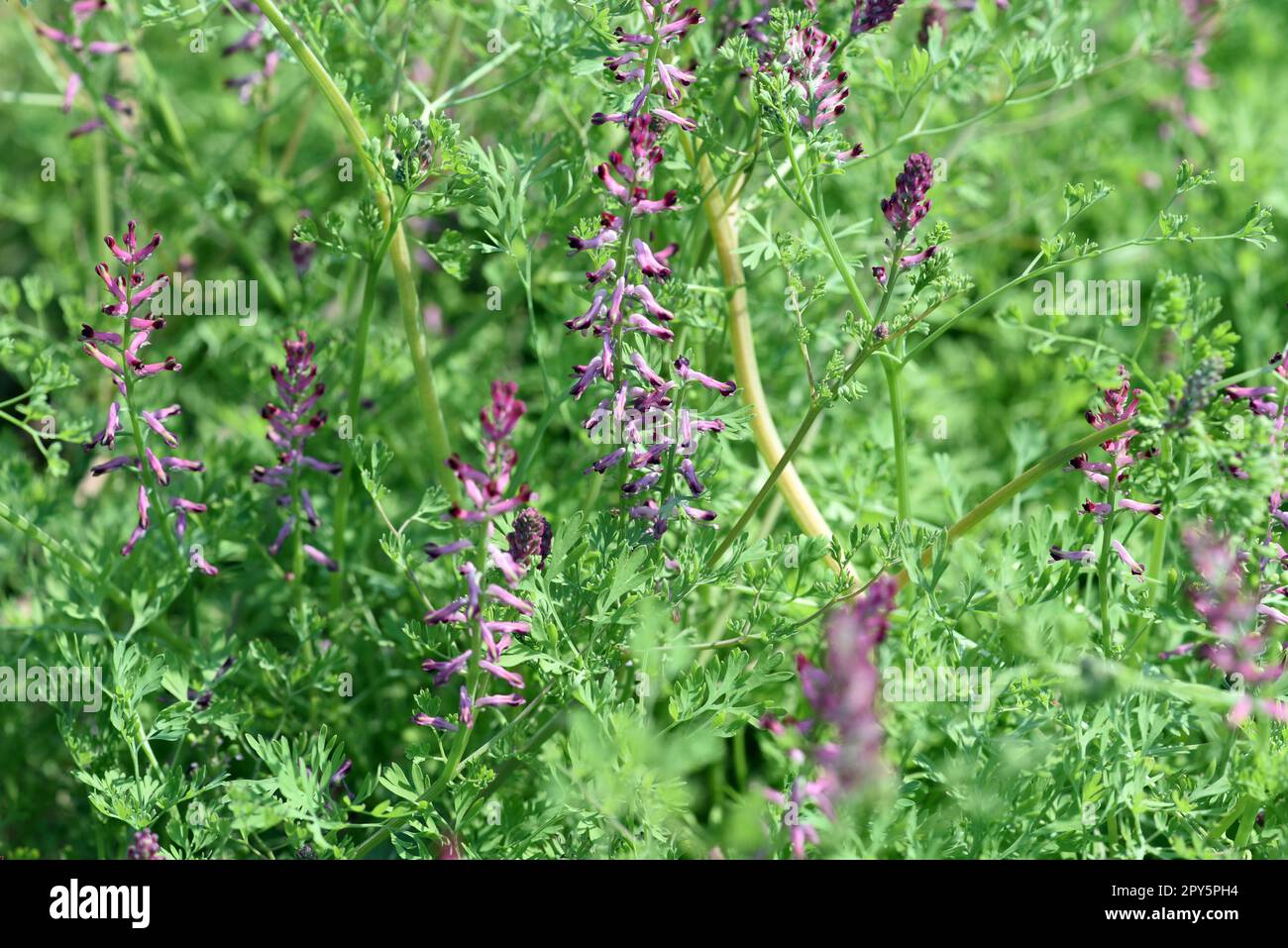 Erdrauch, Fumaria, Officinalis Foto Stock