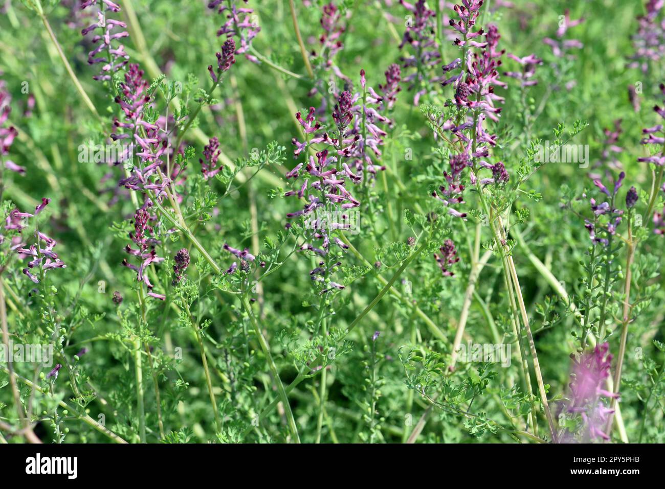 Erdrauch, Fumaria, Officinalis Foto Stock