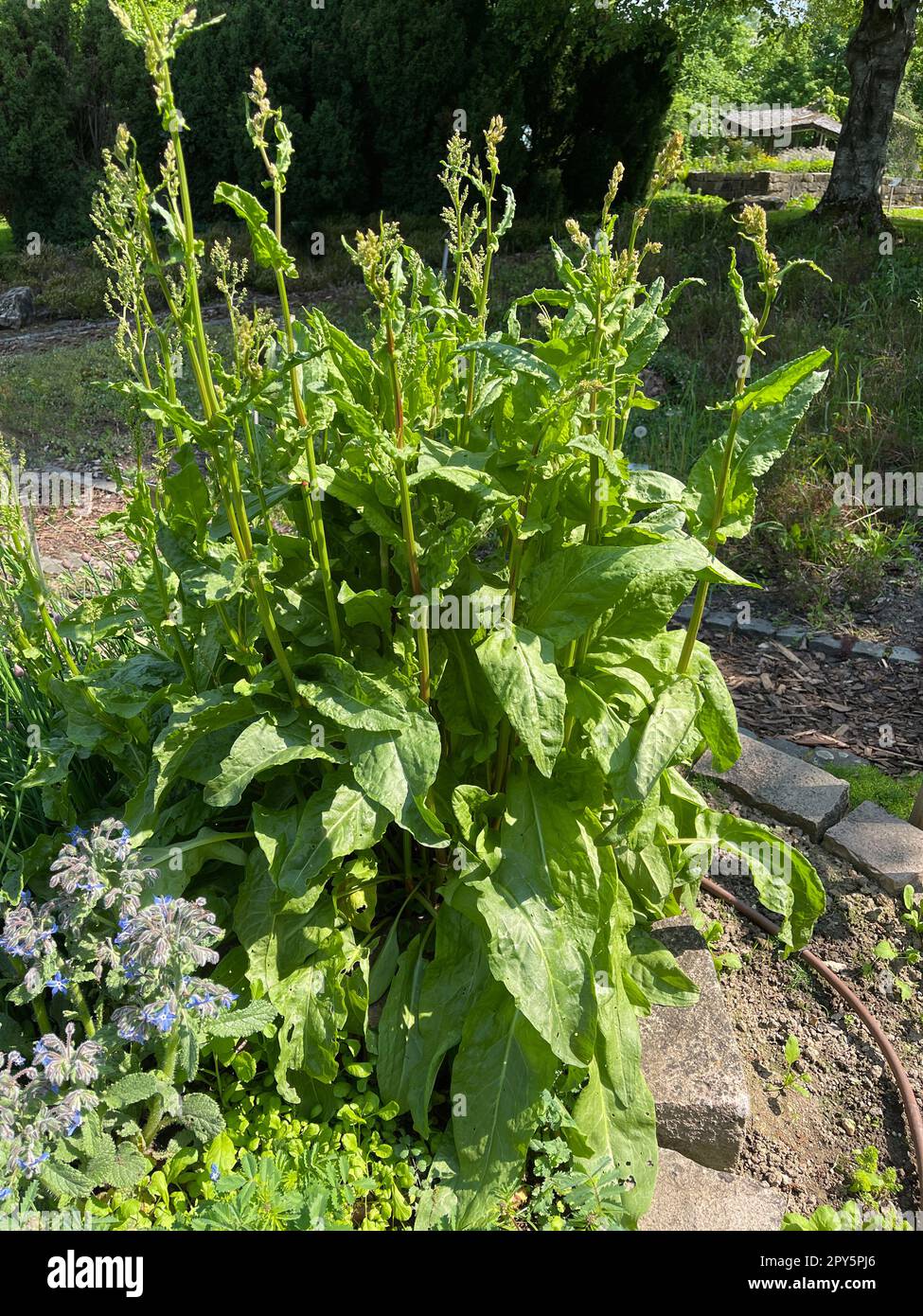 Sorrel, Rumex acetosa Foto Stock