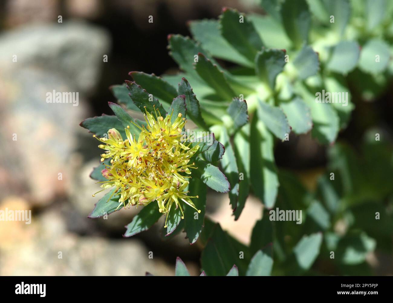 Rhodiola rosea Foto Stock