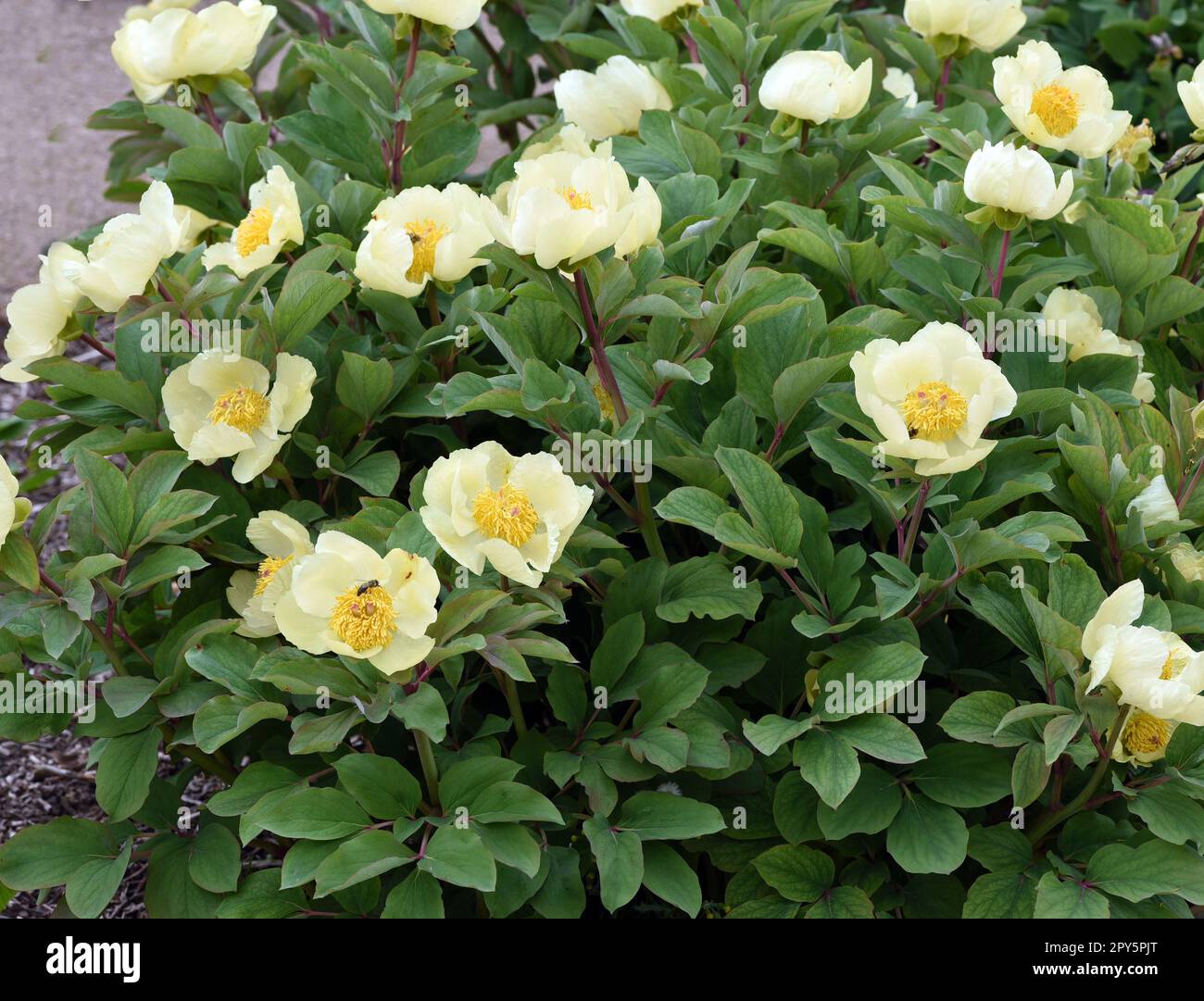 Peony, Paeonia mlokosewitschii Foto Stock