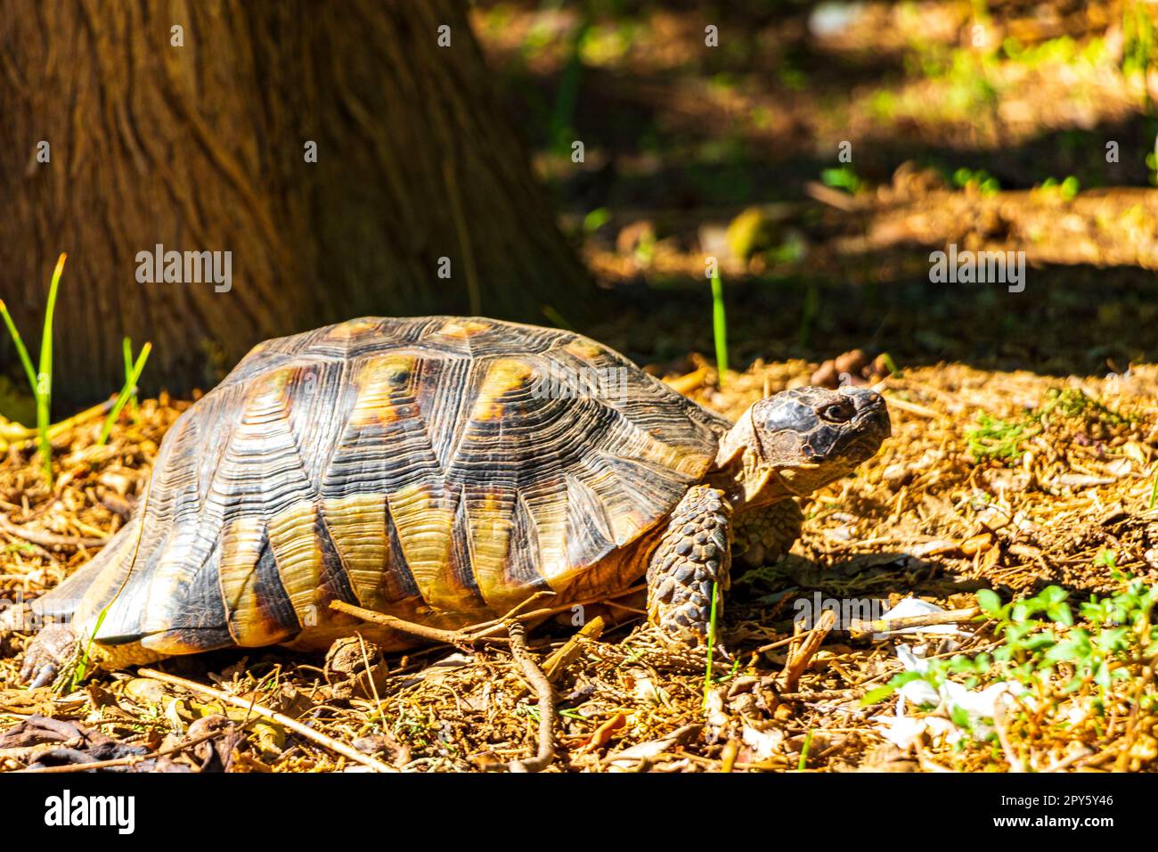 Le tartarughe che strisciano sul fondo della foresta ad Atene in Grecia. Foto Stock