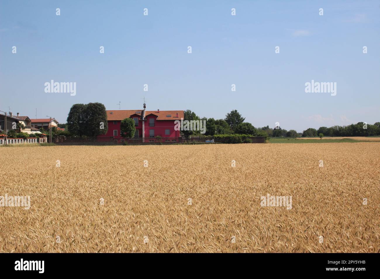 casa in un campo di mais da qualche parte in italia Foto Stock