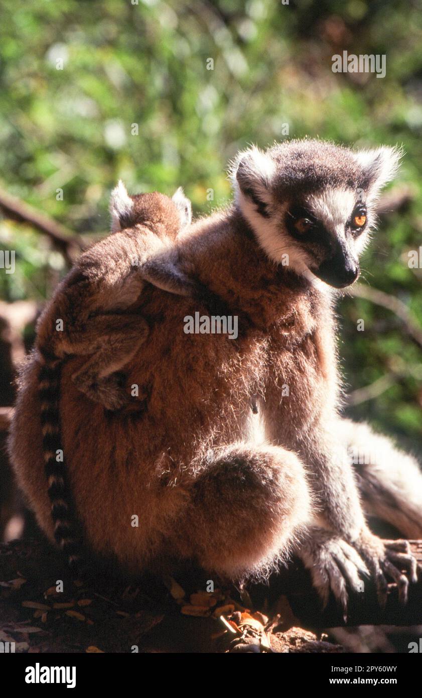 Lemure Ring-Tailed Foto Stock