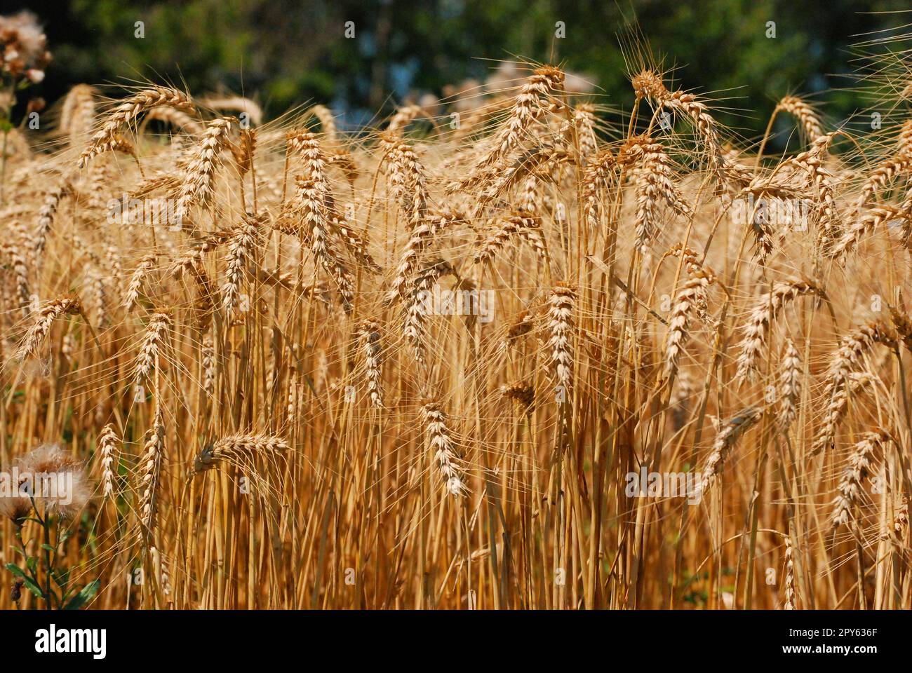 Spiga del granoturco Foto Stock