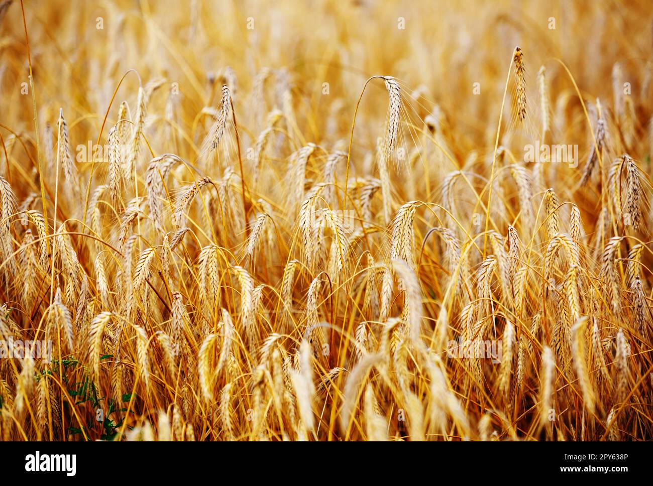 Segale dorato maturo Foto Stock