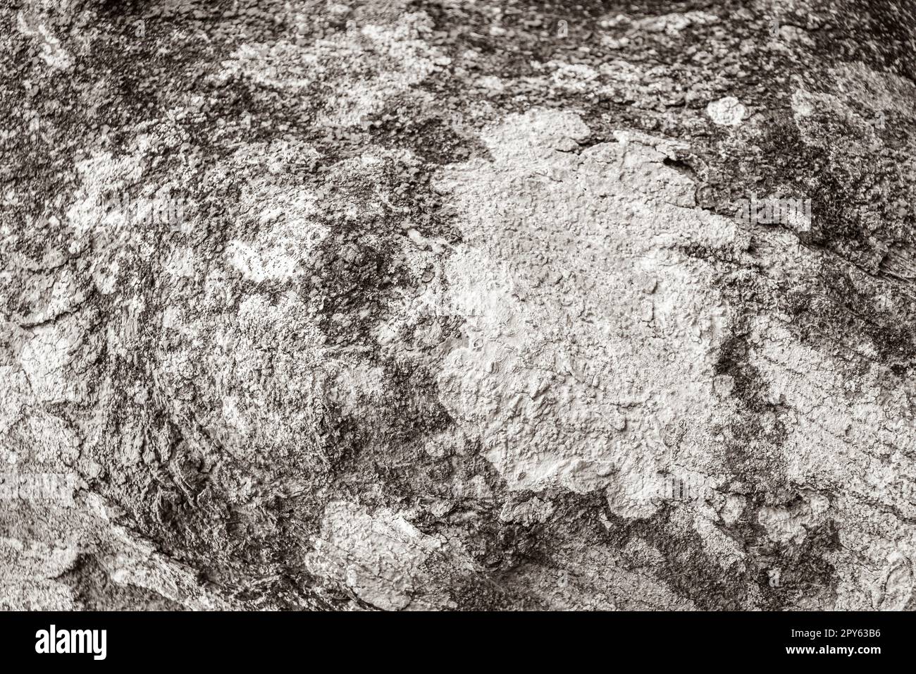 Consistenza di corteccia tropicale con muschio turchese e licheni brasiliani. Foto Stock