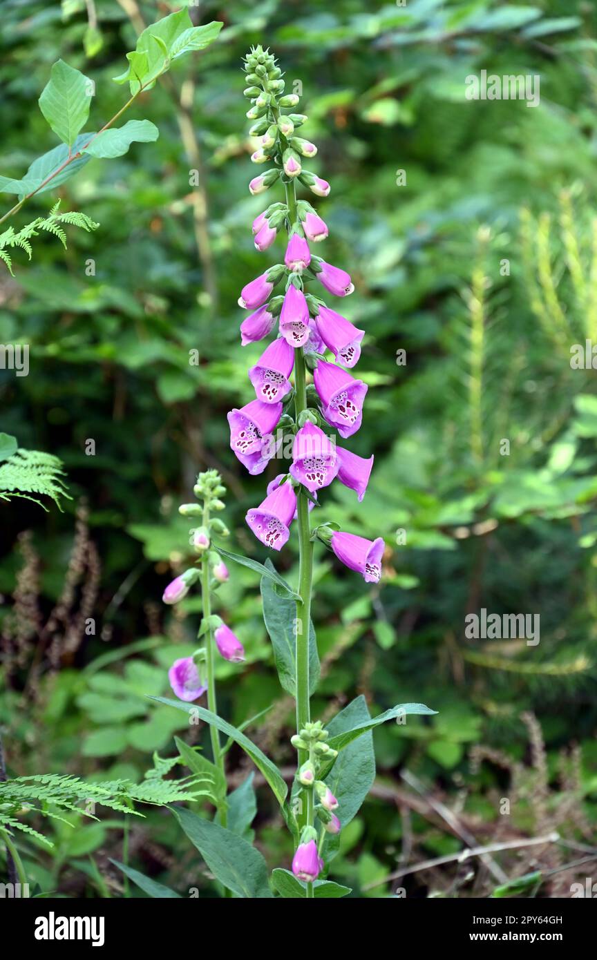 Foxglove Foto Stock