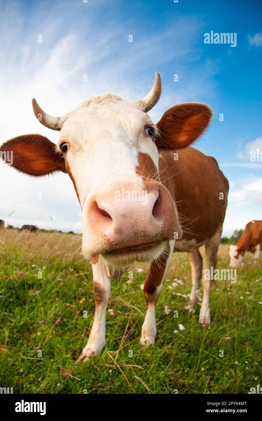 una mucca divertente con una testa grande Foto Stock