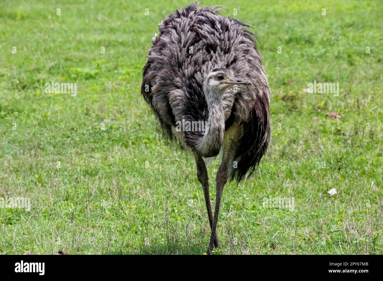 Primo piano di un Rea o Nandu che sorge in habitat naturale, Pantanal Wetlands, Mato Grosso, Brasile Foto Stock