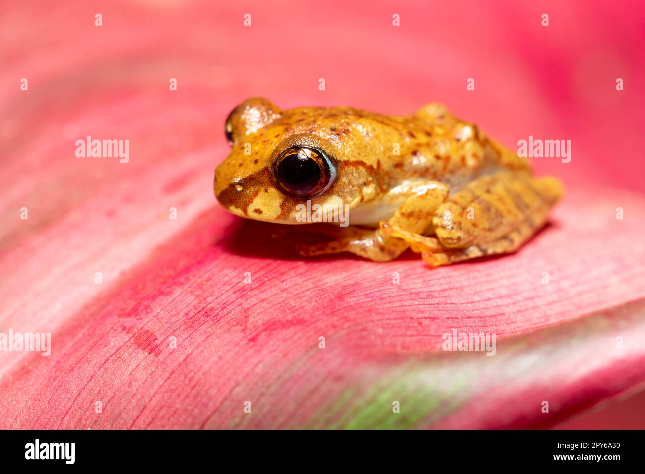 Boophis picturatus, giovani, Parco Nazionale di Ranomafana, Madagascar fauna selvatica Foto Stock