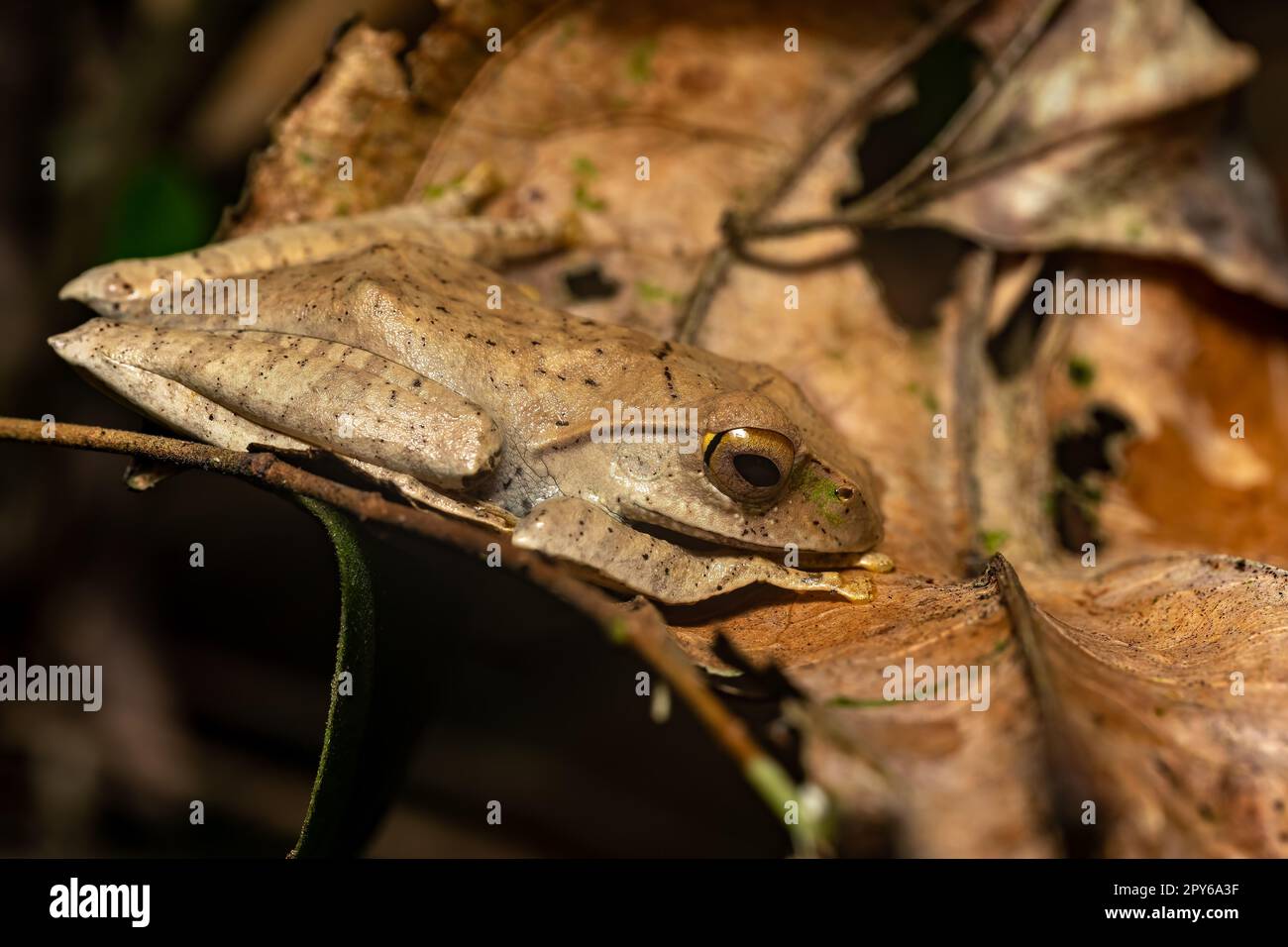 Malgascio Treefrog, Boophis madagascariensis, rana nel parco nazionale di Ranomafana, fauna selvatica del Madagascar Foto Stock