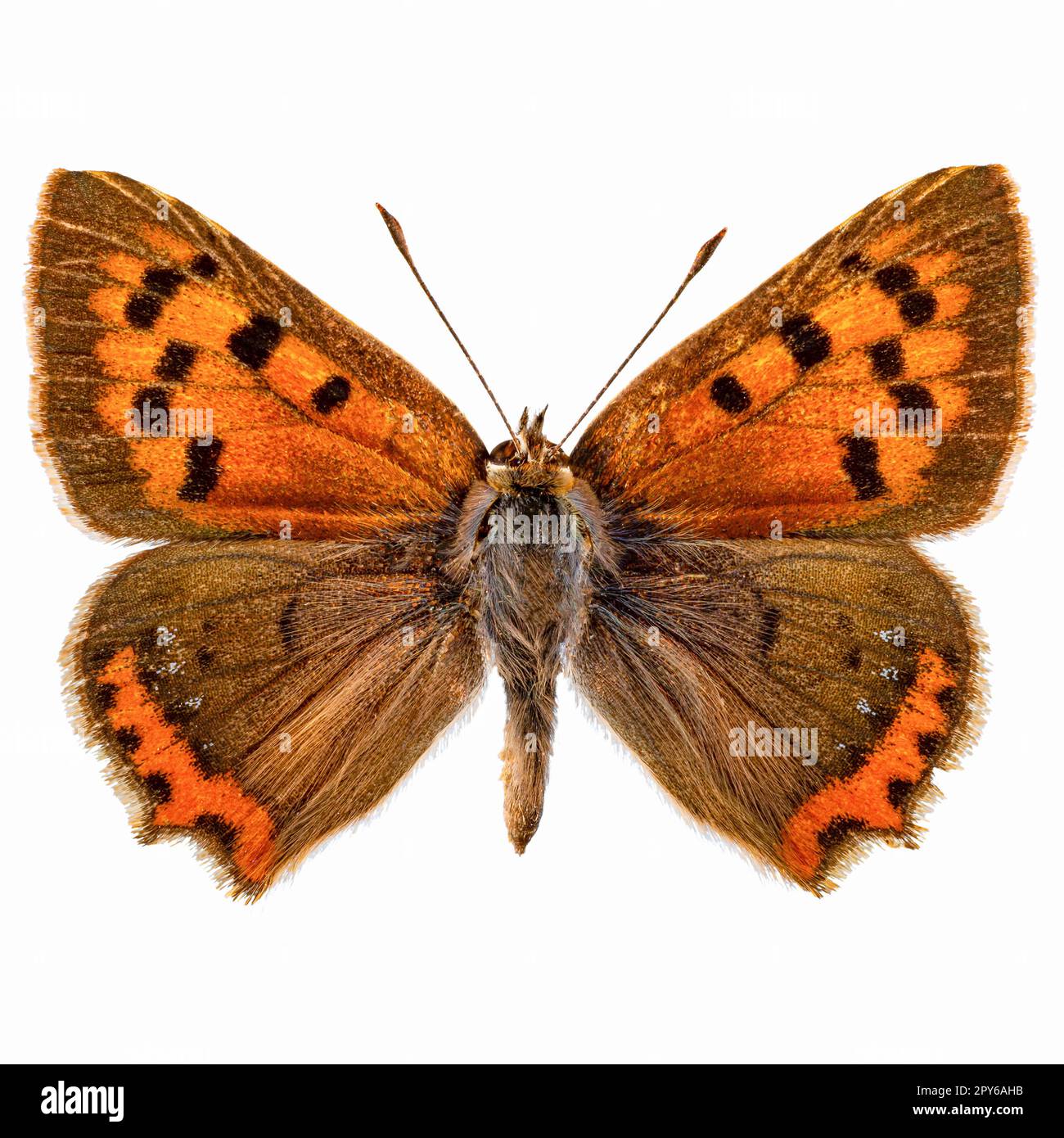 Piccola farfalla di rame Foto Stock