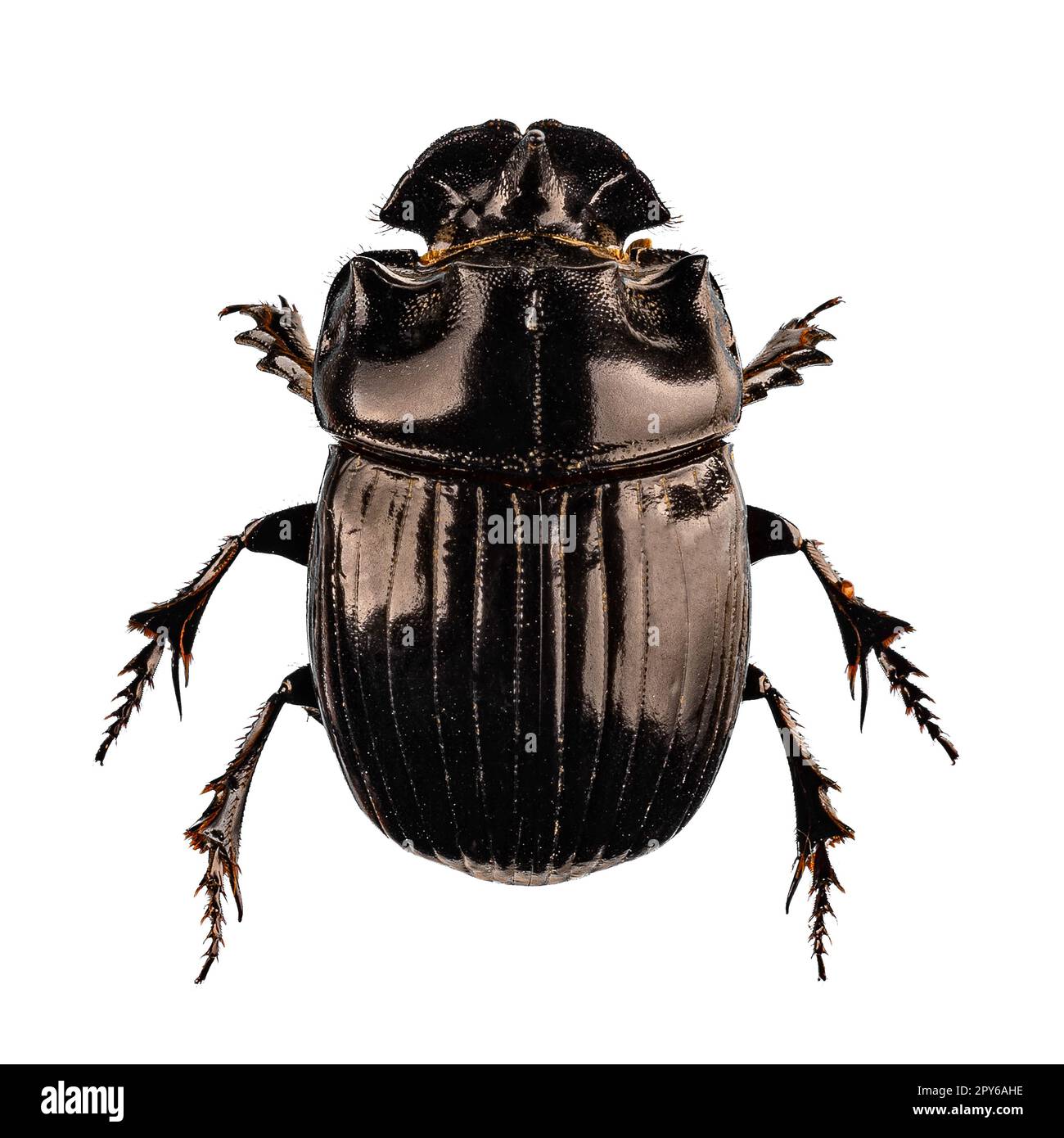 Scarabeo dello Scarab Foto Stock