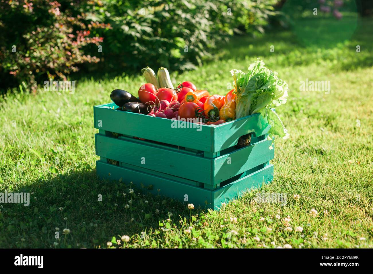 Scatola di legno riempito verdure fresche in giardino - raccolta e giardinaggio Foto Stock