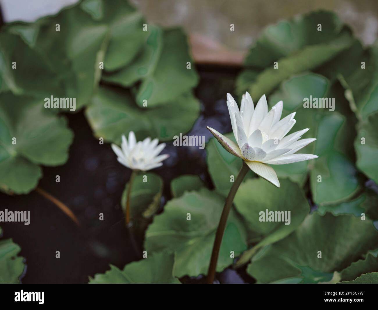 Fiori bianchi fiore di loto nello stagno Foto Stock Fiori bianchi fiore di loto nello stagno Foto Stock