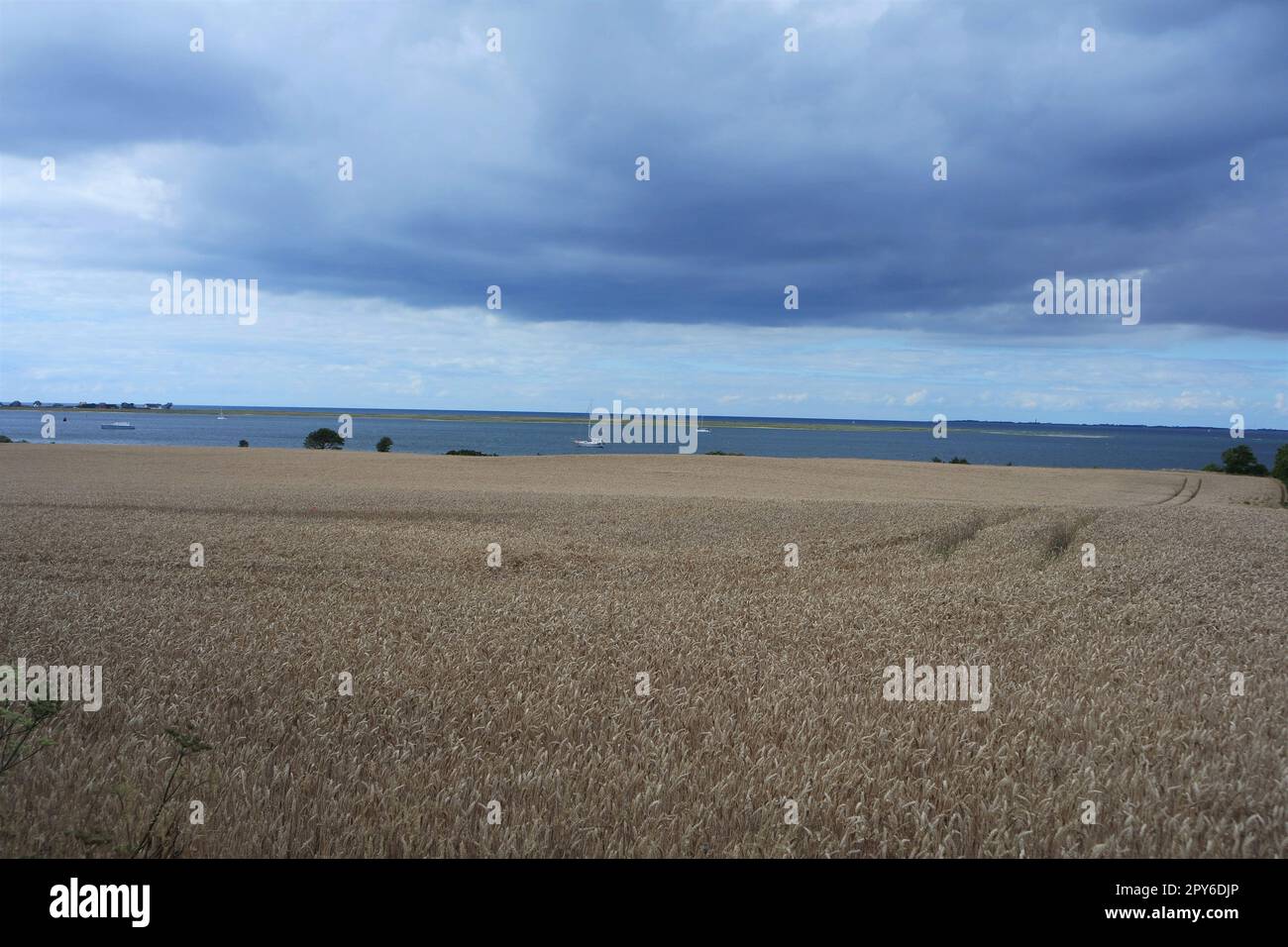 Campo di grano sul Mar Baltico Foto Stock