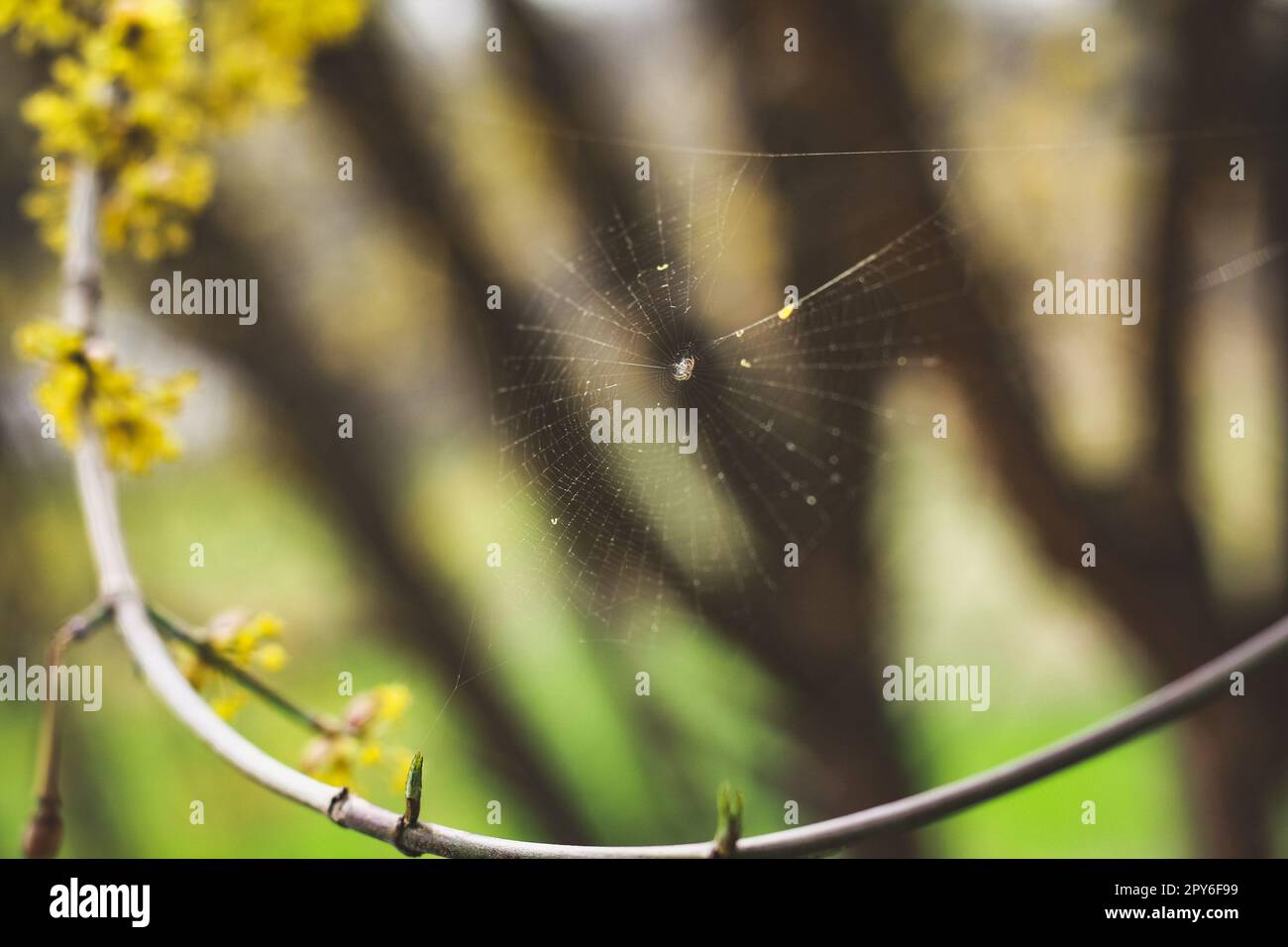 Primo piano ragnatela sulla fioritura albero ramo concept foto Foto Stock