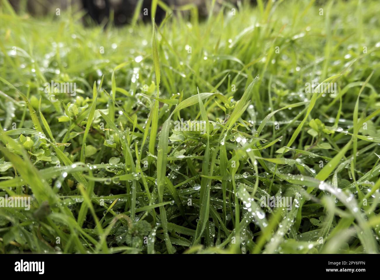 Erba verde bagnata Foto Stock