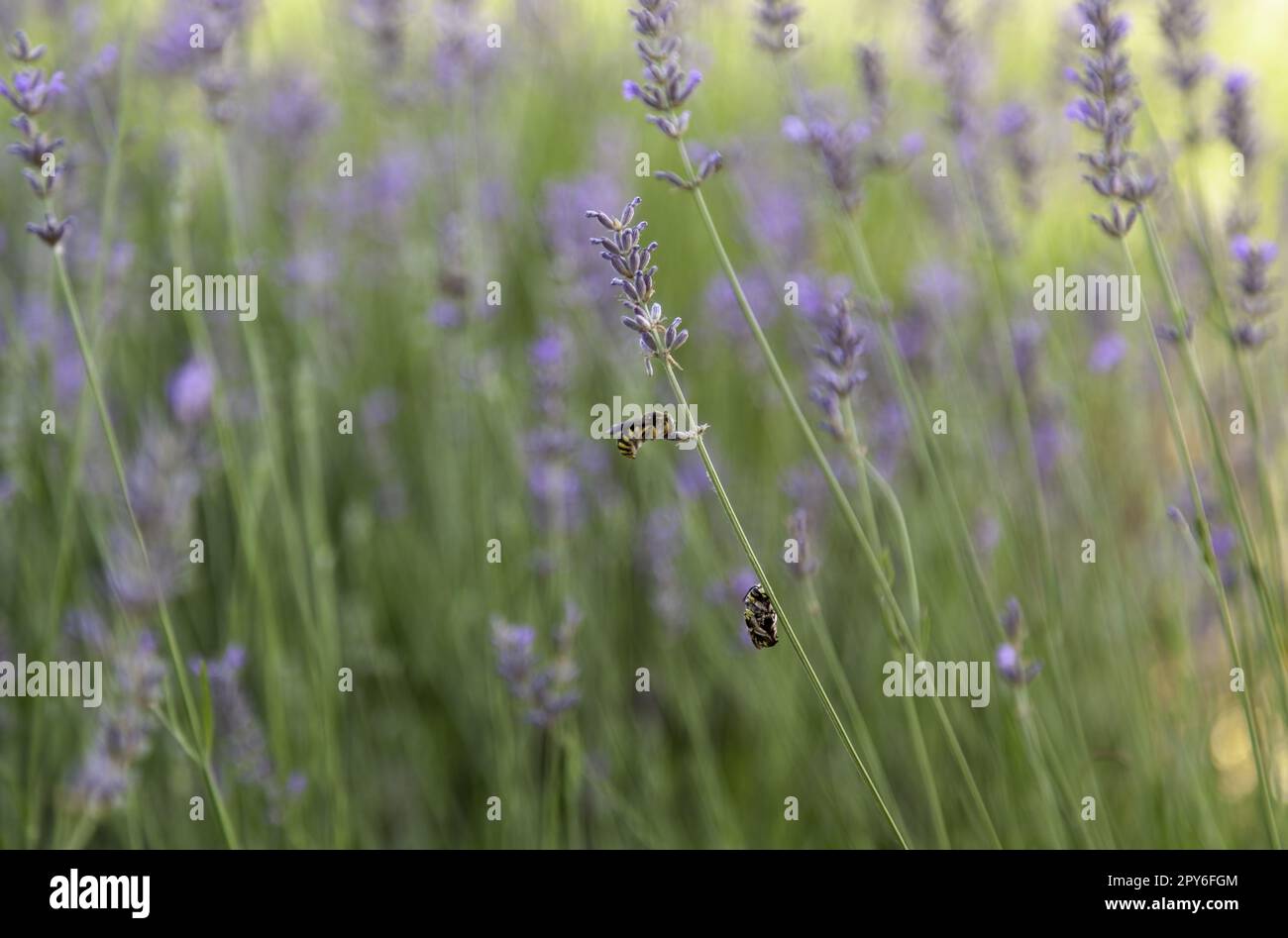 Vespe sulla lavanda Foto Stock