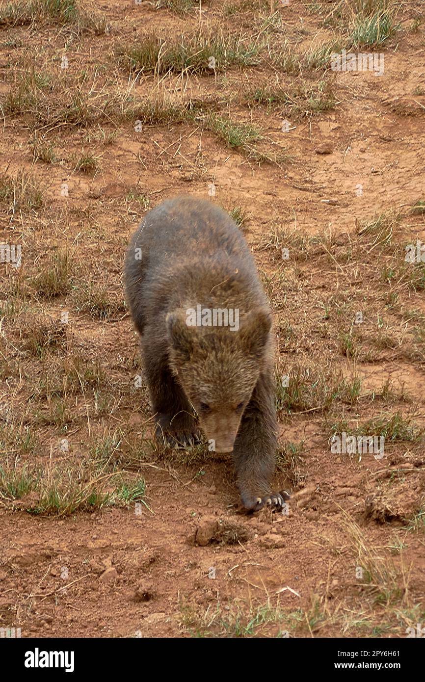 Cucciolo di orso bruno che mangia erba in montagna Foto Stock