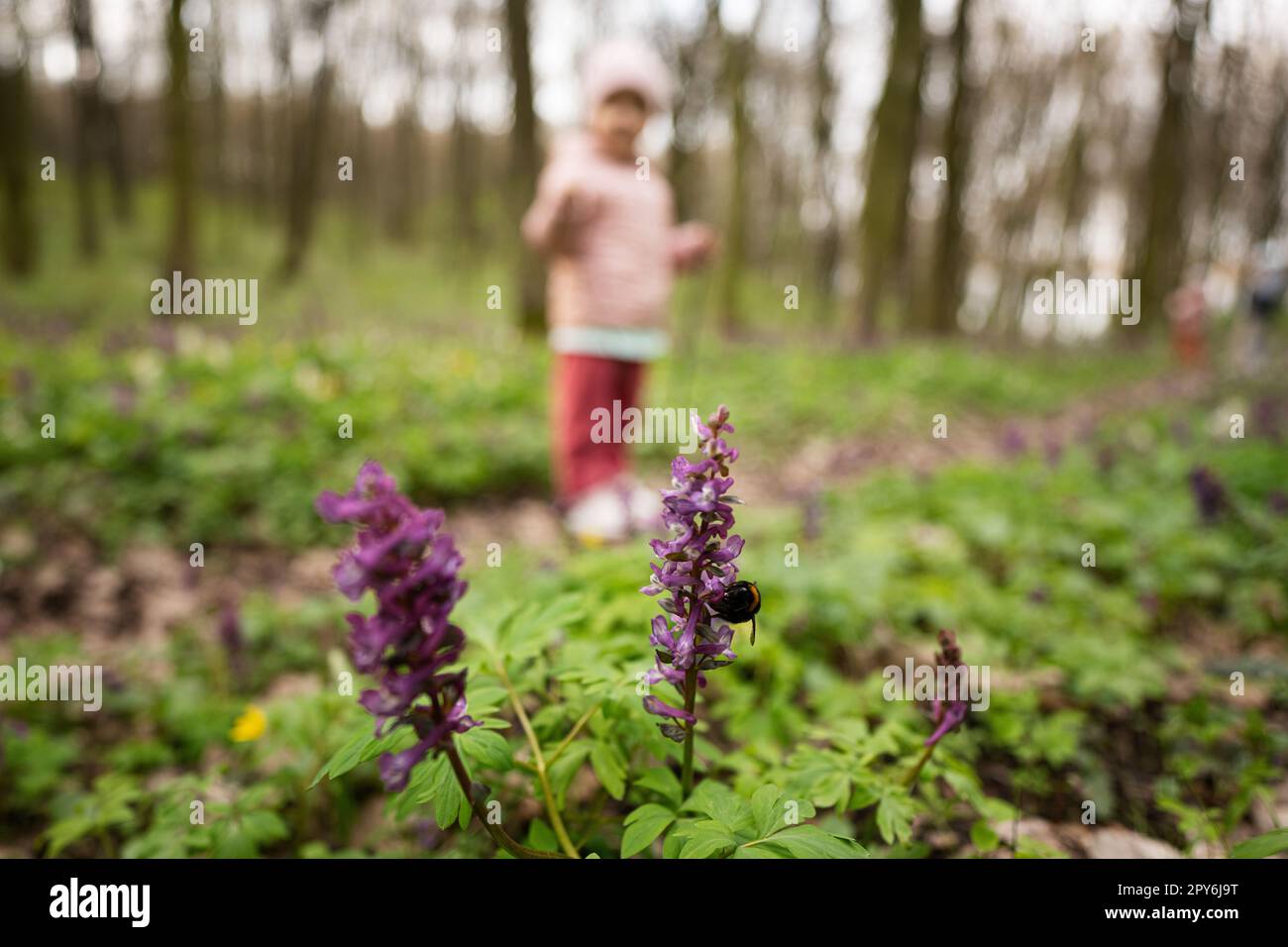 Bumblebee si siede su un fiore primaverile della foresta contro la bambina. Foto Stock