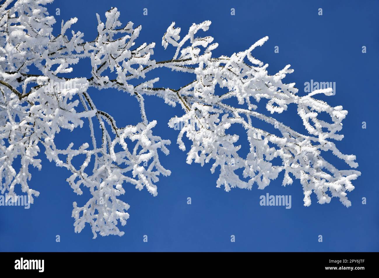ramo innevato bianco a temperature di congelamento Foto Stock