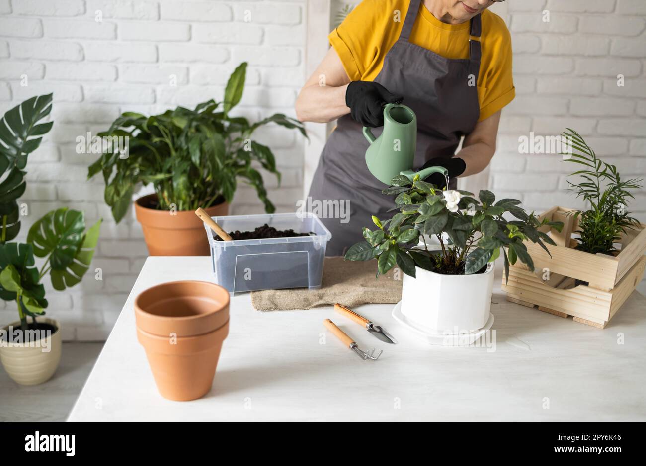 Primo piano della casa di giardinaggio. Donna che regna e annaffia piante verdi da annaffiare lattina in casa. Piante verdi in vaso a casa, giungla casalinga, decorazioni floreali. Negozio di fioristi Foto Stock